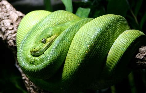 do snakes prefer classical music over pop songs