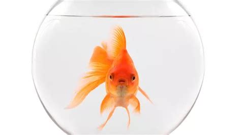 How to Start an Art Collection on a Budget and Why Owning a Pet Goldfish Might Help